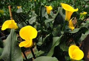 Image of ID 495070635 240 Yellow Mini Calla Lilies