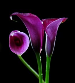 Image of ID 495070637 240 Purple Mini Calla Lilies
