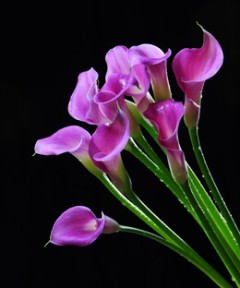 Image of ID 495070657 240 Lavender Mini Calla Lilies
